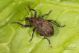 Donus_sp_Castel_Romano_5368.jpg