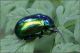 Chrysomelidae_9668-OGf.jpg