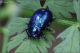 Chrysomelidae_9672-OGf.jpg