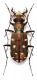 Calomera littoralis winkleri (Mandl, 1934)  (1).JPG
