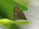 IMG_8513 (2)_cv_Coe_oedippus_sm.JPG