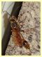 Sceliphron curvatum - Anzio 20.6.2021 - (2).JPG