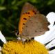 Lycaena phlaeas (2).JPG