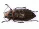 Buprestide - Vedelago 24.vi.2021-0001 rid.jpg