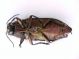 Buprestide - Vedelago 24.vi.2021-0002 rid.jpg