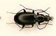 Carabide03b 8mm.JPG