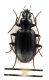 Comb3305-24zL6cr.jpg