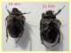 Cetonia vio 19 mm, scu 21 mm .ventre -  tenuta san Rossore Pisa - dal 28.6. al 2.7.2021 - (2).JPG