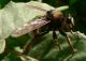 asilidae (12).JPG