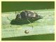 Mordellidae - tenuta san rossore  - Pisa - dal 28.6. al 2.7.2021 - (3).JPG
