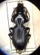 Pterostichus.jpg