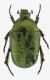 Protaetia (Potosia) fieberi c.jpg