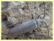 Aegosoma scabricorne in tronco di Pino - tenuta san rossore - Pisa dal 28.6 al 2.7.2021 - (2).JPG