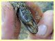Aegosoma scabricorne in tronco di Pino - tenuta san rossore - Pisa dal 28.6 al 2.7.2021 - (3).JPG