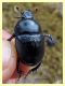 scarab. - tenuta san rossore Pisa dal 28.6 al 2.7.2021 - (5).JPG