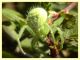 Heriaeus sp. - tenuta san Rossore - Pisa - 29.6.2021 - (1).JPG
