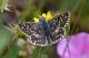 DSC_5477-2.jpg