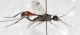 Ichneumonidae ID2.JPG