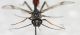 Ichneumonidae ID3.JPG