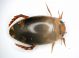 Ditiscide 4.2mm.JPG