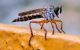 insect589.jpg