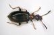 Anthicide02 2,4mm.JPG