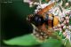 Eristalis_9792-JOGf.jpg