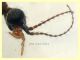 Austrolimnophila ochracea - testa-addome 10-11 mm. - Anzio 27.6.2021 - (6).JPG