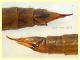 Austrolimnophila ochracea - testa-addome 10-11 mm. - Anzio 27.6.2021 - (3).JPG