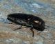 Sphenoptera 3 (25-7-21 Parador).JPG