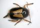 cryptocephalus 2.8mm.JPG