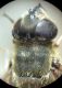 eris thorax.JPG