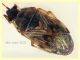 Lygaeidae 4 mm. -  Anzio 20.6.2021 - (1).JPG