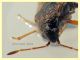 Lygaeidae 4 mm. -  Anzio 20.6.2021 - (3).JPG