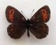 erebia.JPG
