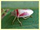Piezodorus lituratus - verde acqua_bordeaux - Anzio - 5.8.2021 - (4).JPG