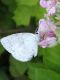 celastrina leggera.jpg