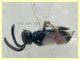 adulto 1 mm. senza antenne - 9.7.2021 - (16).JPG