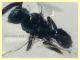 adulto 1 mm. senza antenne - 9.7.2021 - (66).JPG