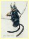 adulto 1 mm. senza antenne - 9.7.2021 - (29).JPG