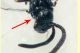 adulto 1 mm. senza antenne - 9.7.2021 - (29).JPG