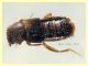 Stafilino 3 mm. - tenuta san rossore  Pisa - 2.7.2021 - (3).JPG