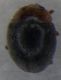 2021-08-16 15-42-05 (B,Radius8,Smoothing4)2(1).jpg