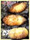 2 - Pentodon bidens punctatus (3).JPG