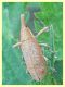 Lixinae e pianta ospite - tenuta san rossore - Pisa - 1.7.2021 - (8).JPG