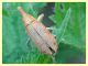 Lixinae e pianta ospite - tenuta san rossore - Pisa - 1.7.2021 - (7).JPG