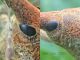 Lixinae e pianta ospite - tenuta san rossore - (38),,,.JPG