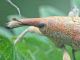 Lixinae e pianta ospite - tenuta san rossore - (41).JPG