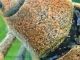 Lixinae e pianta ospite - tenuta san rossore - (12),,,.jpg