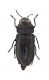 Comb3315-18zL6cr.jpg
